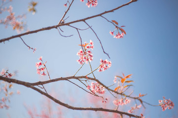 Phaya Sua flower