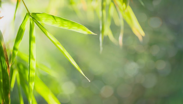 Bamboo leaves, Green leaf on blurred greenery background. Beautiful leaf texture in sunlight. Natural background. close-up of macro with free space for text.