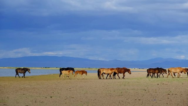 Herd Horses On Watering Place. West Mongolia