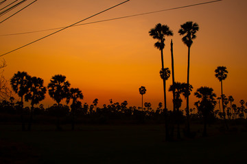 silhouette sugar palm tree