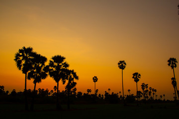 silhouette sugar palm tree