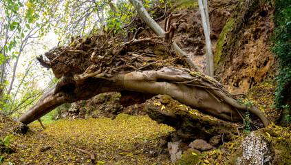 Mediterranean jungle in autumn. National park of the Cabrentá de Estubeny