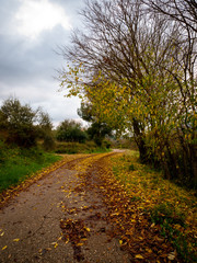 Fototapeta na wymiar road with yellow tree leaves