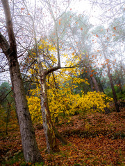autumnal landscape with trees, fog and leaves on the ground