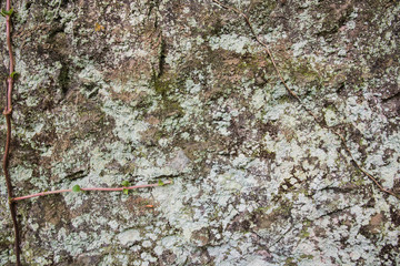 岩肌に苔がある