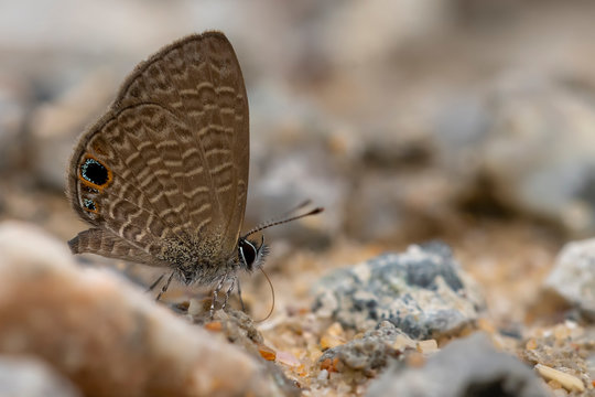 Prosotas dubiosa in Hong Kong