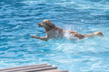 Golden retriever jumping into swimming pool