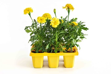 Marigold. Yellow flower seedlings. young seedling plant.