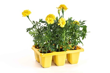 Marigold. Yellow flower seedlings. young seedling plant.
