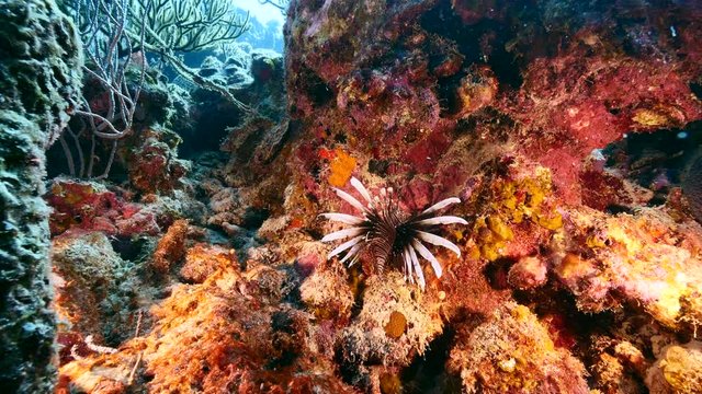 Seascape of coral reef in Caribbean Sea / Curacao with Lionfish, coral and sponge