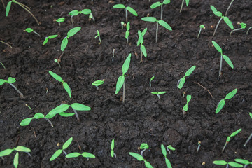 Small seedlings.Group of green sprouts growing out from soil.