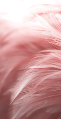 Image nature art of wings bird,Soft pastel detail of design,chicken feather texture,white fluffy...