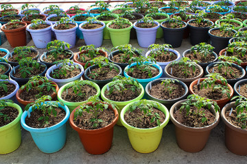 Various colored pots of tomato seedlings on a greenhouse floor