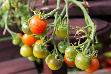 Small cherry tomatoes in various stages of ripening