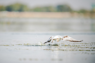 Migratory bird Seagull trying to taking of from Nalsarovar Lake