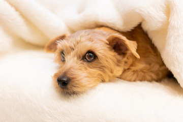 毛布に包まるノーフォークテリア犬