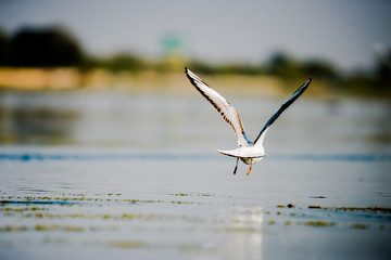 Migratory bird Seagull trying to taking of from Nalsarovar Lake