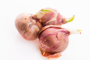 Tree onions, topsetting onions, walking onions or Egyptian onions Allium proliferum