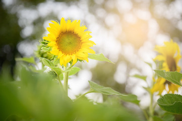 Fototapeta premium Sunflower in the garden. Close-up of sunflower.