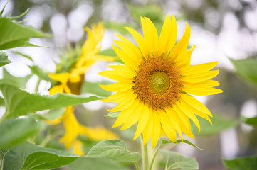 Sunflower in the garden. Close-up of sunflower.