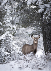 deer in winter in British Columbia