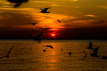 The blurred abstract background of the seagulls flying with the twilight light in the evening, and a multitude of birds on the branch while watching the evening.