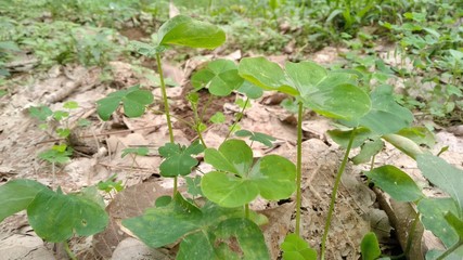 small green plants