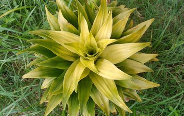 mandala design flower