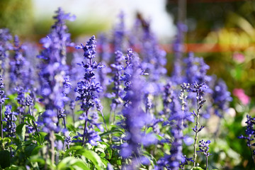 Naklejka premium Beautiful lavander flowers in the garden on summer.