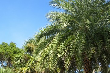 Palm trees on blue sky background in Florida zoological garden 