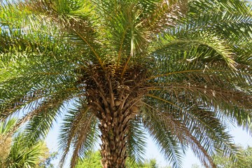 Palm tree top on blue sky background in Florida nature