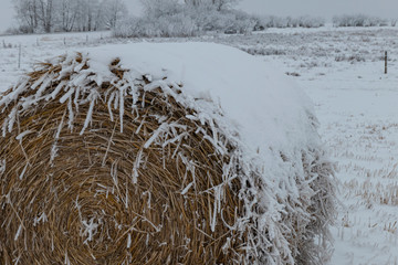 winter round bale