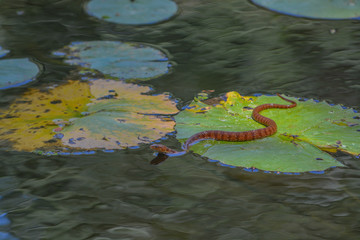 Corn Snake (Pantherophis Guttatas) moving across a lilly pad at McKee Botanical  Gardens. Vero Beach, Indian River County, Florida USA