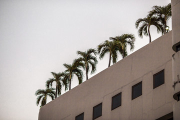 Blurred abstract background of small perennial trees planted on the roof of a condo or office, for recreation and fresh air in the urban community.