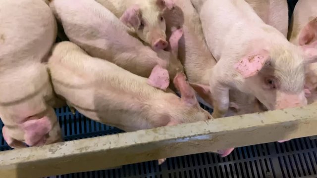 Top down shot of pigs in crowded pigpen behind steel bars, ready to eat, being raised for ham, bacon, sausage, pork