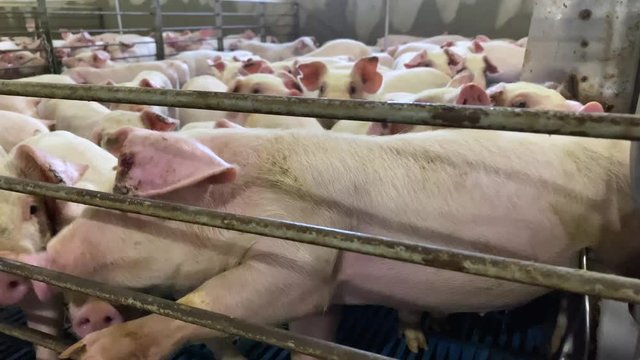 Piglets chewing on metal bars of pen, climbing and biting, chaos, crowded pig pen on industrial pig farm raised for meat