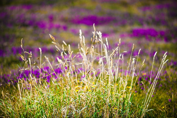 Blooming heather. Crozon Peninsula. Brittany. France