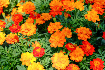 Beautiful marigold or orange flowers with natural background