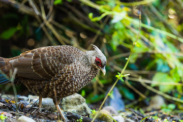Female Kalij pheasant