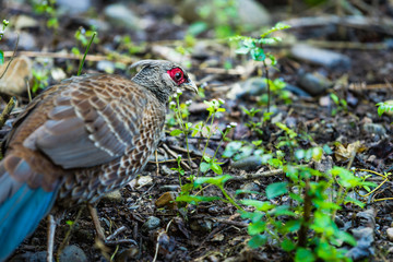 Female Kalij pheasant