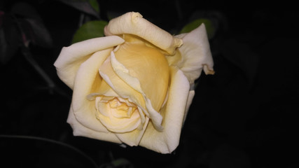 Rose in night