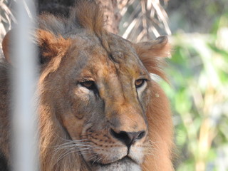 lion looking regal standing, closeup photography of wild animal lion with nikon, Strong Looking...