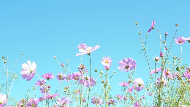 Beautiful purple cosmos flowers garden with clear blue sky background
