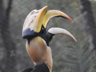 Great Hornbill , Great hornbill, Great indian hornbill, Great pied hornbill © Motion Photography