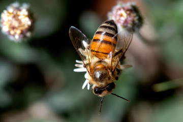 macrophoto of nature and life in the garden