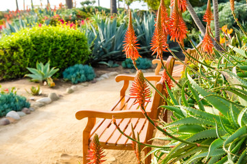 Aloe flowers and bench.
