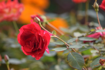 Red rose