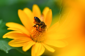 Bee. Close up of a large striped bee collecting pollen on a yellow flower. Macro horizontal photography