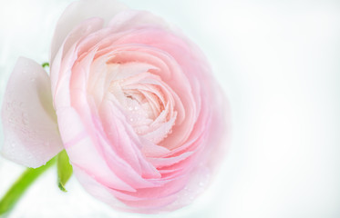 close up of fresh pink rose flower with water drops