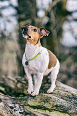 Jack Russell Terrier for a walk. Photographed in retro style.